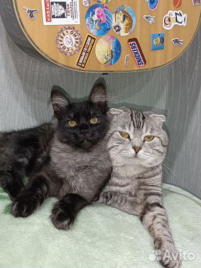 Отдам котов в добрые руки