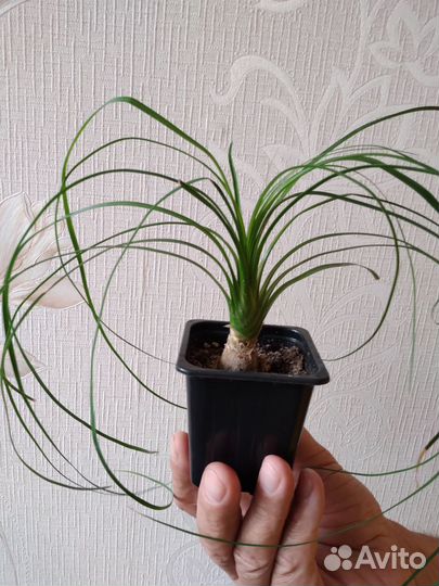 Бокарнея нолина.адениумы