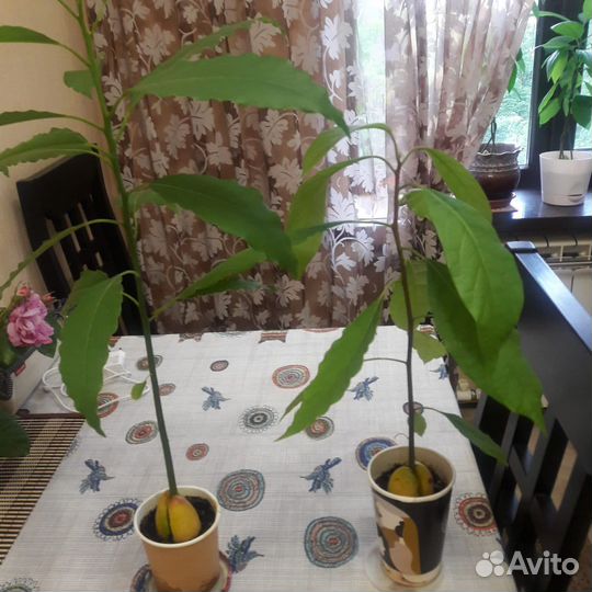 Саженцы авокадо
