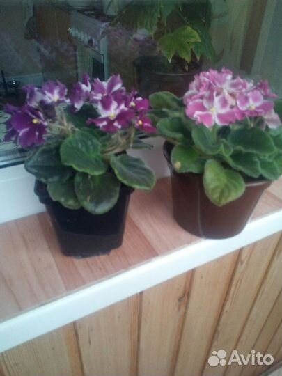 Комнатные цветы фиалки