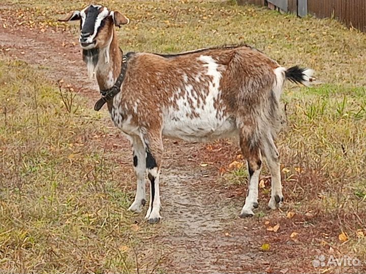 Продается коза