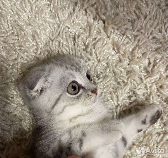 Британский котенок вислоухий