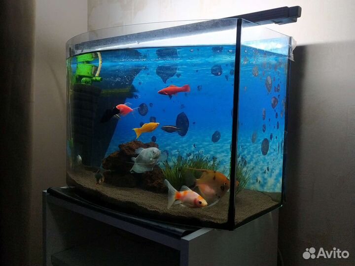 Аквариум с рыбками