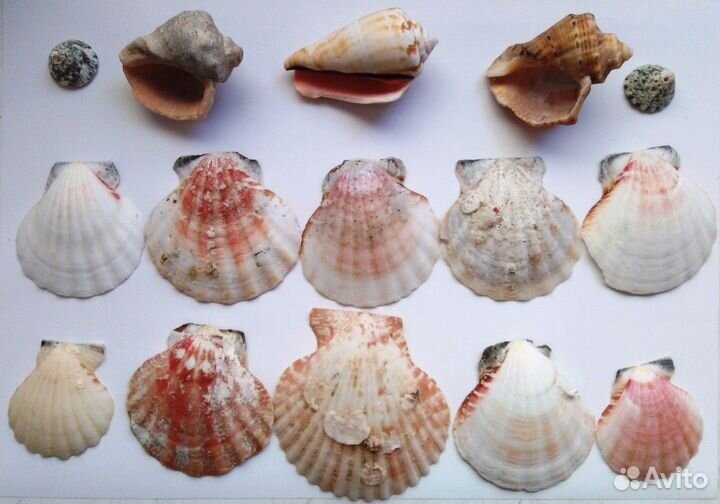 Ракушки морские