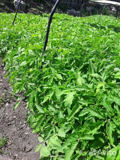 Рассада овощей