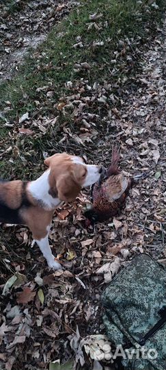 Щенки бигль