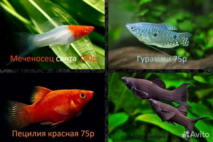 Аквариумные рыбки в днр