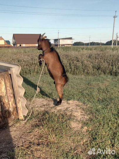 Козел на вязку