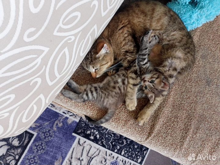 Кошка в дар бесплатно