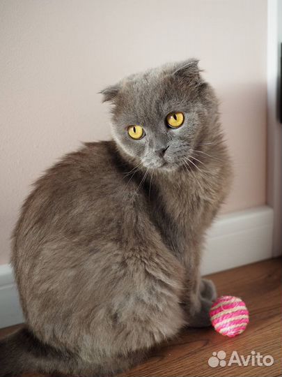 Шотландская вислоухая кошка