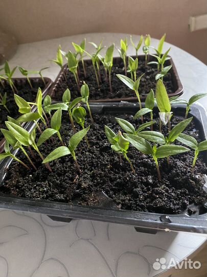 Рассада перца сладкого