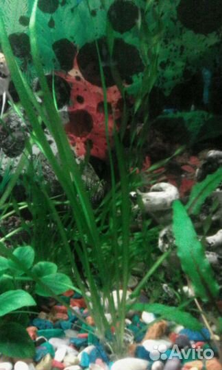 Гуппи, молинезии,меченосцы. Водоросли,улитки