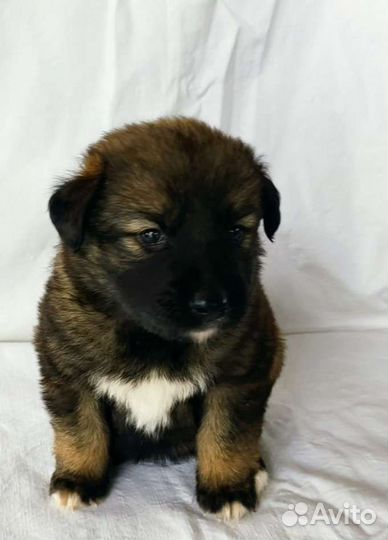 Собака щенок в добрые руки в дар