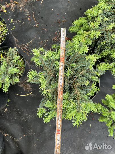 Ель карликовая Соня и Вальбдрун