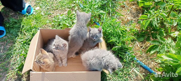 Котята в добрые руки