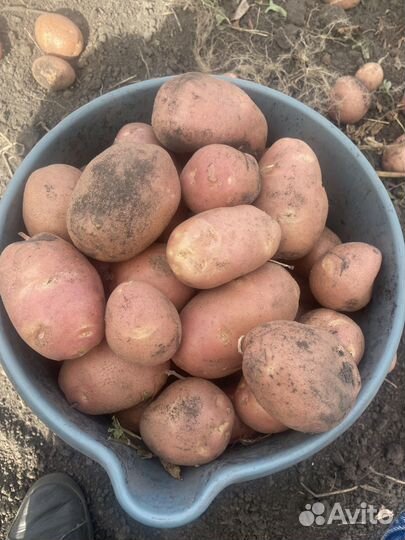 Картофель с Личного Подсобного Хозяйства