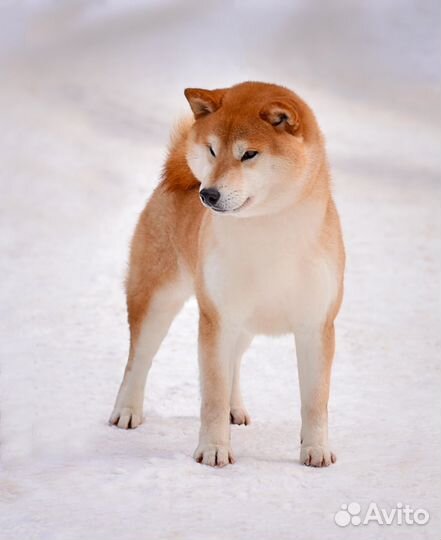 Вязка сиба ину