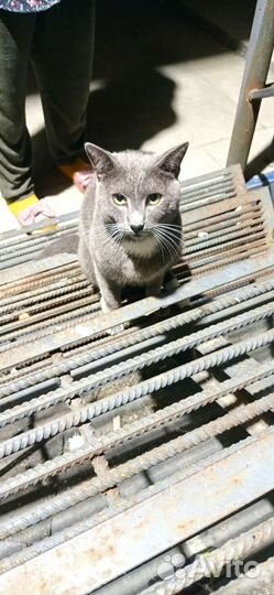 Британский котик