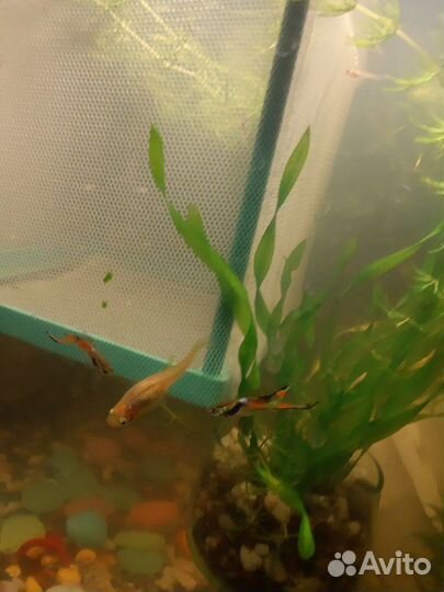 Улитки грунтовые. Гуппи