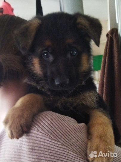 Породистые щенки