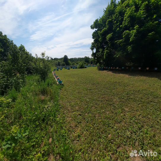 Пчеломатки