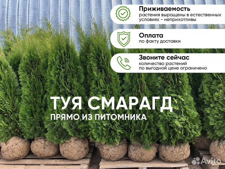Туя Смарагд 1,3м. Доставка