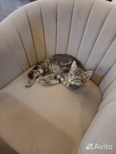 Котенок в добрые руки