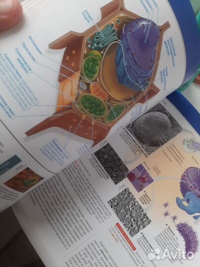 Биология campbell т.1