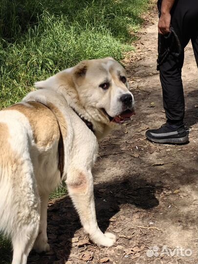 Вязка алабая сао