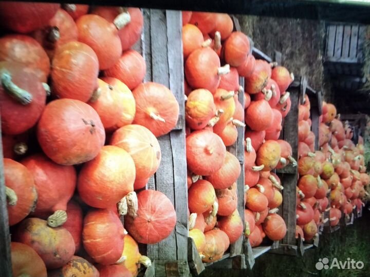 Тыква оранж саммер