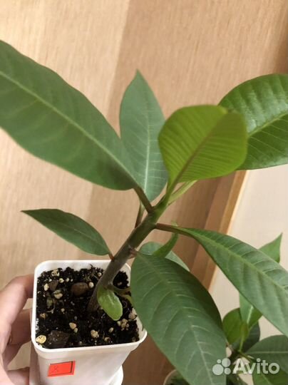 Комнатные растения цветущие