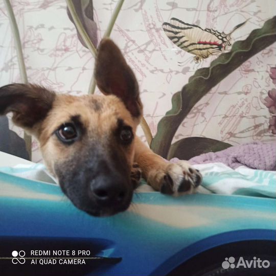 Ищет дом щенок(девочка)