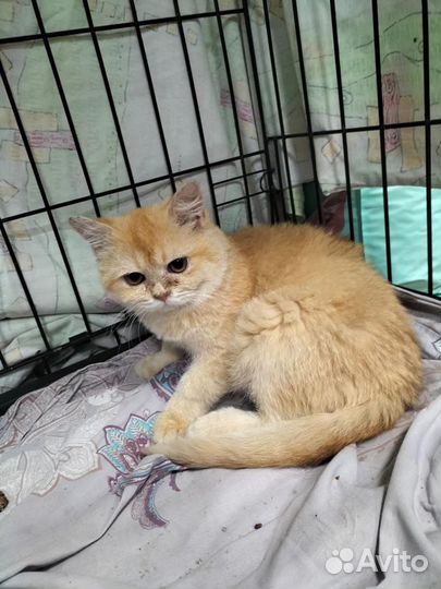 Бедолага котенок британец 4 мес. ищет добрых людей