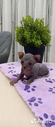 Котята сфинкс