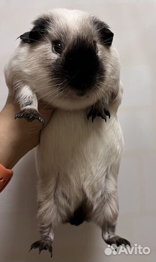 Морская свинка калифорния самец