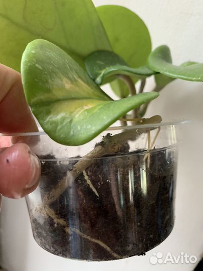 Хойя обовата вариегатная, hoya obovata var