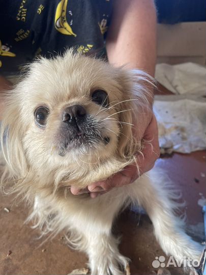 Щенки пекинеса