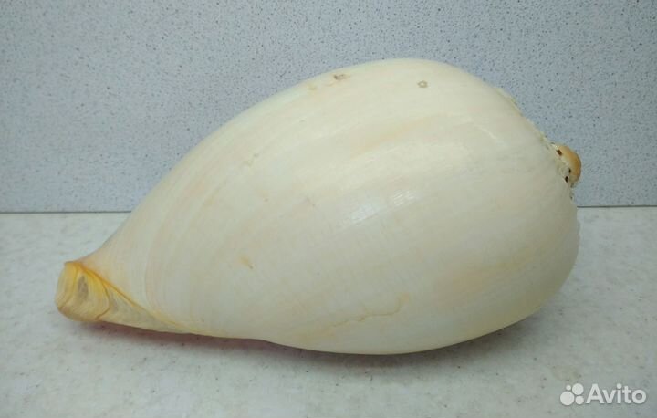 Тона17,50 морская ракушка раковина