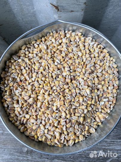 Корма для животных, пшеница, ячмень, кукуруза,овес