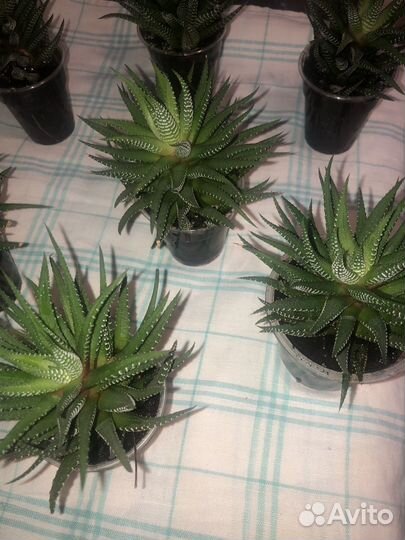 Суккуленты хавортии