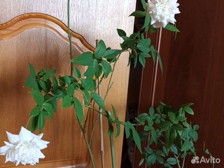 Роза комнатная домашняя (черенки )