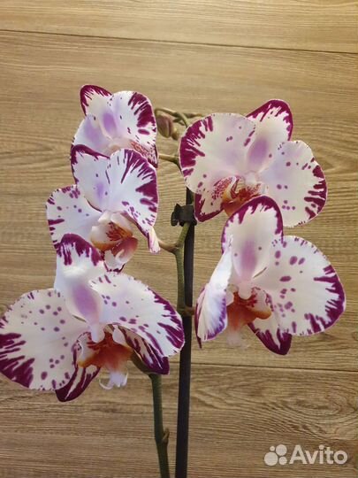 Сортовые орхидеи в наличии