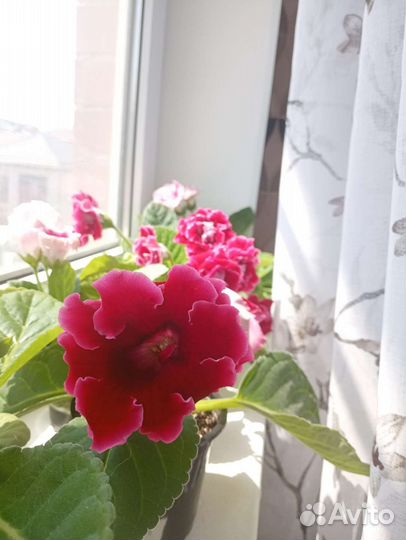 Глоксиния махровая