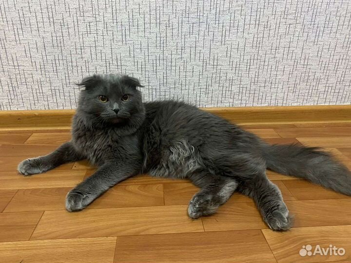 Вязка с котом