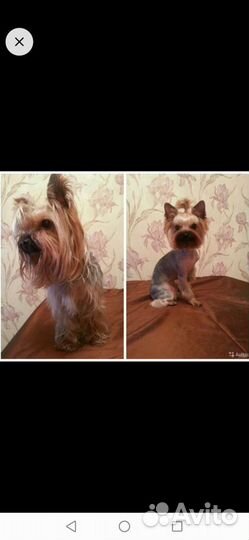 Стрижка кошек и собак