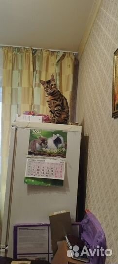 Бенгальский кот вязка