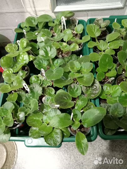 Фиалочки деточки