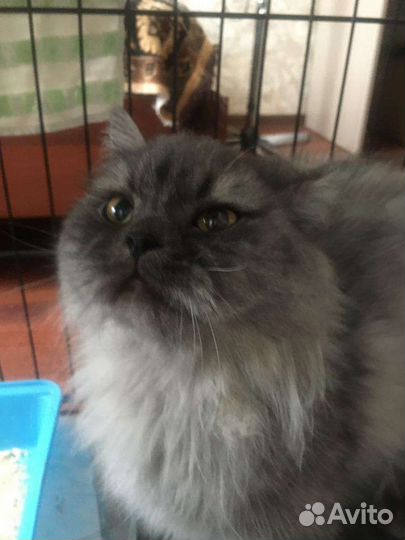 Кошечка в добрые руки