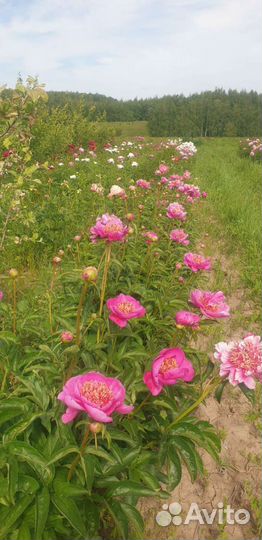 Разнорабочий