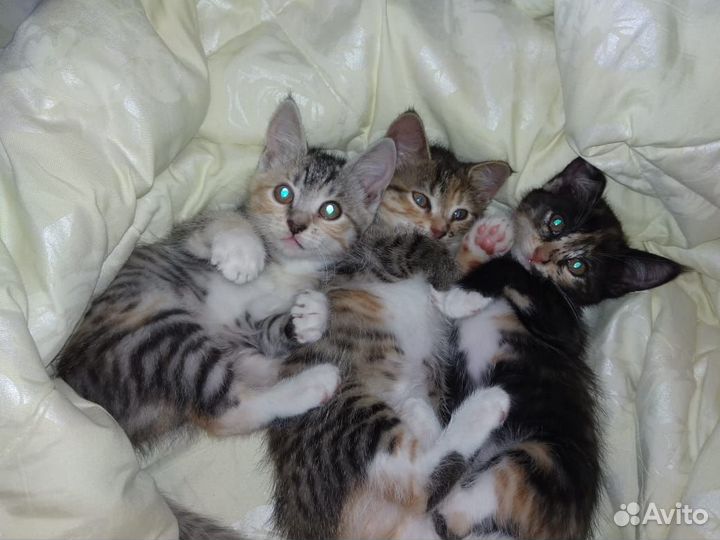 Котята в добрые руки